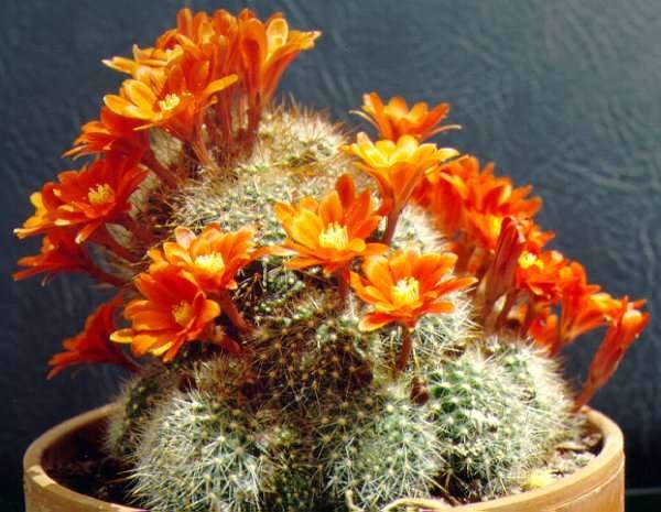 Rebutia